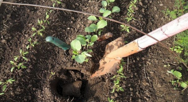 Jak a jak krmit zelí pro růst lidovými prostředky